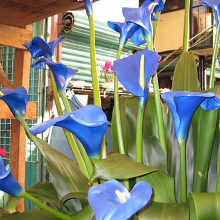 Blue calla lilies convey feelings of gratitude and appreciation
