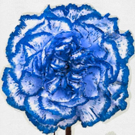 Blue carnations are a perfect choice for party decorations