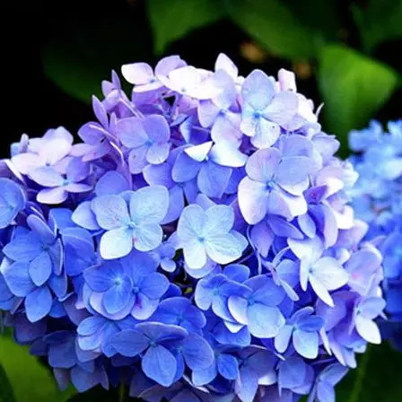 Blue hydrangea conveys a strong feeling of love