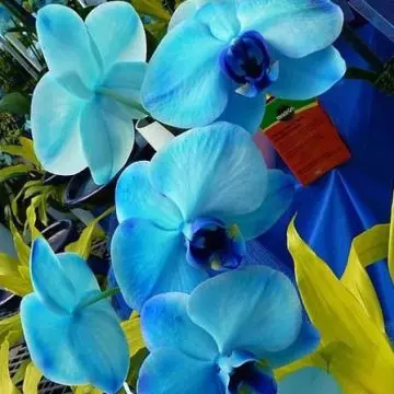 Blue orchids are rare and symbolize tranquillity