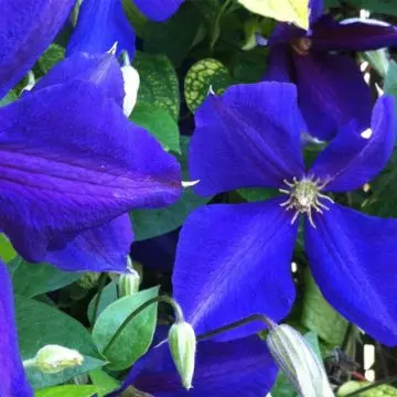 Clematis is a widely used ornamental flower