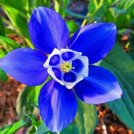 Blue flowers on sale