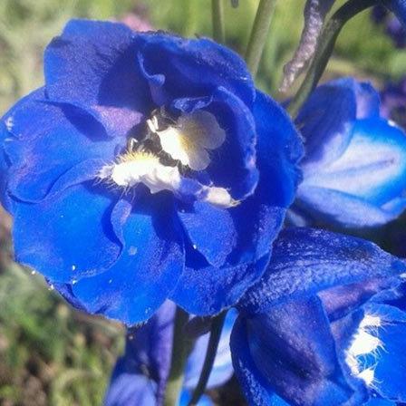 25 Most Beautiful Blue Flowers