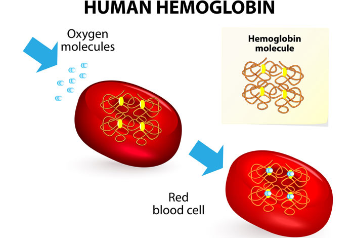 hemoglobin rich foods 