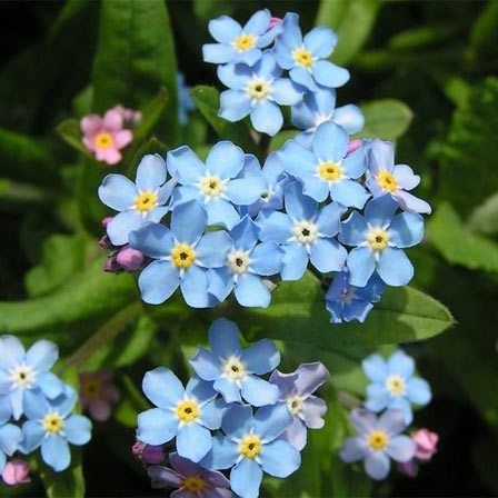 Forget-me-not flowers symbolize love and remembrance