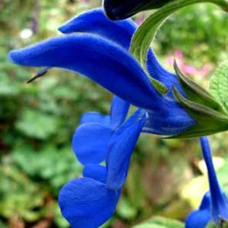 Rich-blue gentian flowers attract butterflies