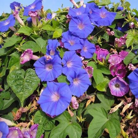 Ipomoea flowers with large trumpet-shaped petals