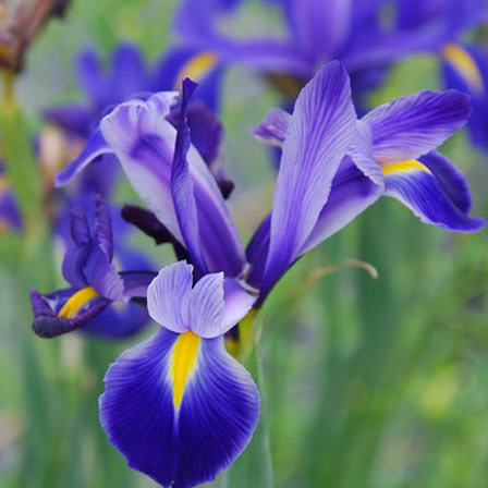 Iris flower is associated with faith and wisdom