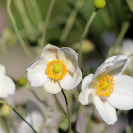 Japanese anemone flowers have both positive and negative meanings