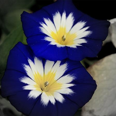 Morning glories are ideal for decorative purposes