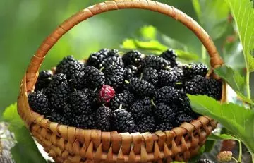 Mulberries are hemoglobin-rich foods
