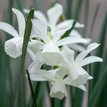 Pure white daffodils in a garden that represent rebirth and new beginnings