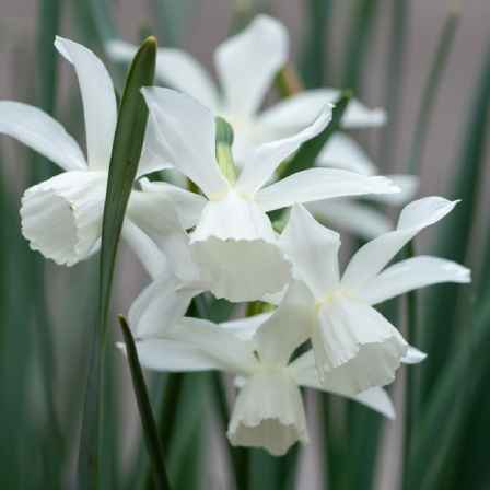 Pure white daffodils in a garden that represent rebirth and new beginnings