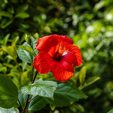 A large red hibiscus flower that represents outstanding beauty and love