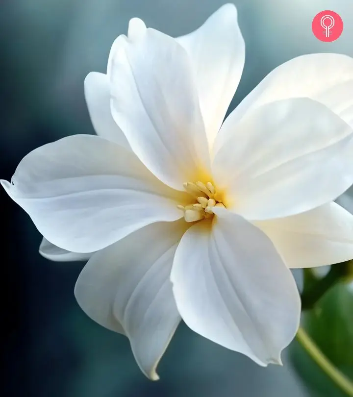 Beauty Of White Flowers In Nature