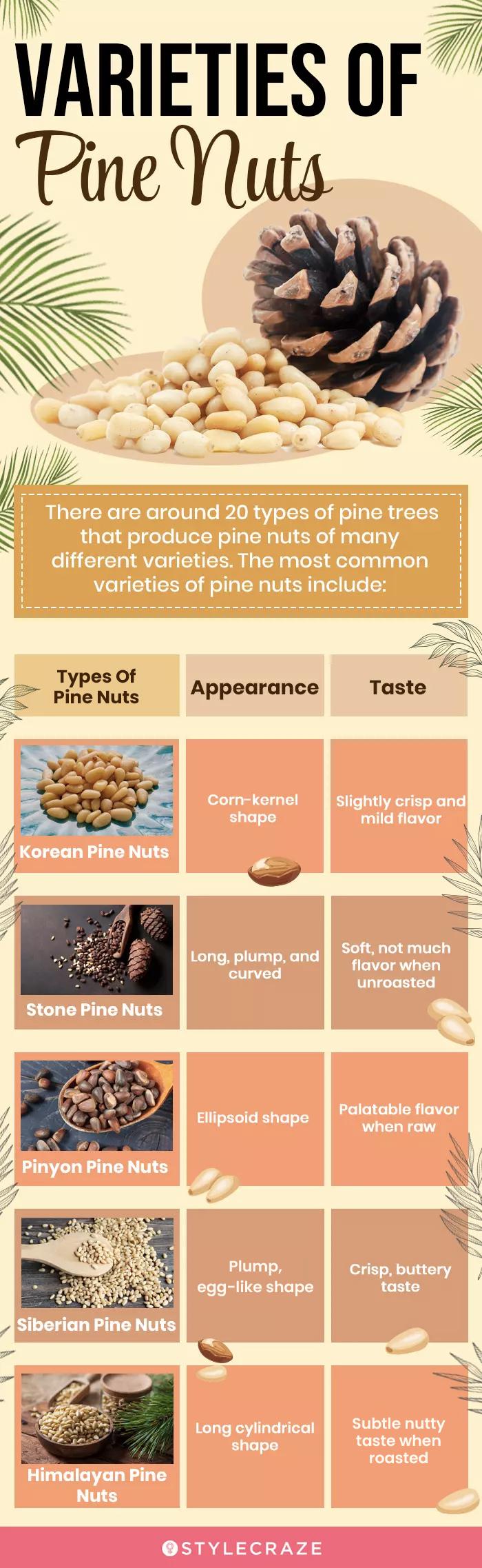 varieties of pine nuts (infographic)