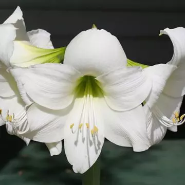 White amaryllis flower symbolizes purity and innocence