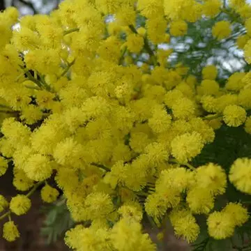 Yellow acacia