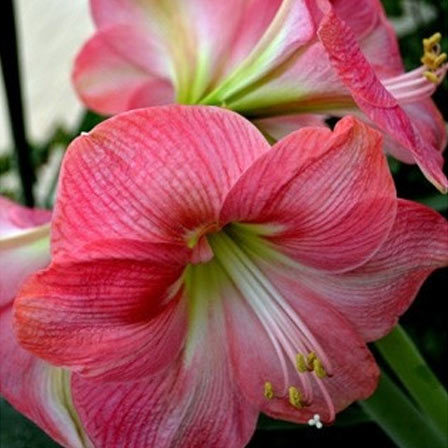 Amaryllis is a beautiful flower