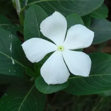 Annual vinca flowers stand for friendship and loyalty