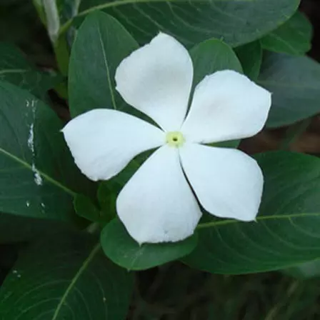 Annual vinca flowers stand for friendship and loyalty
