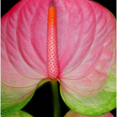 Anthurium is a beautiful flower