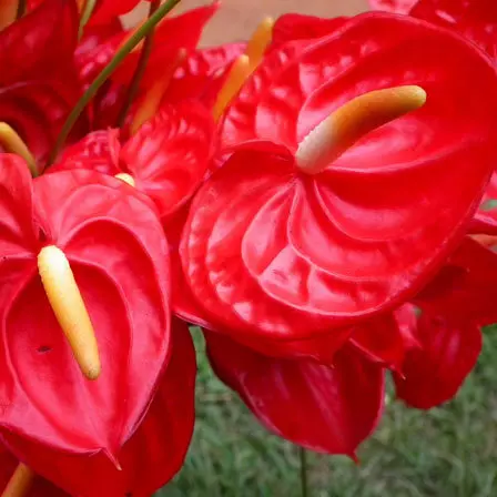 Anthurium flower is a symbol of happiness and hospitality