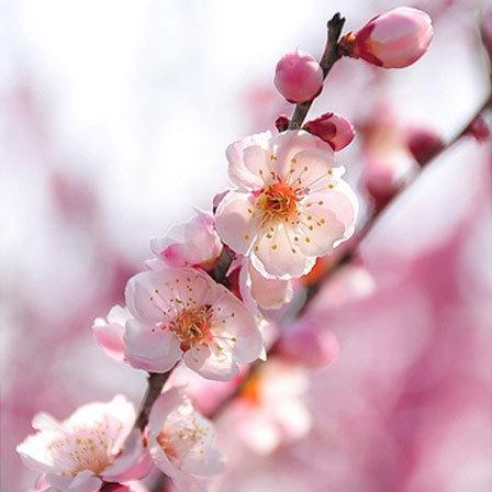 Apple blossom is a beautiful flower