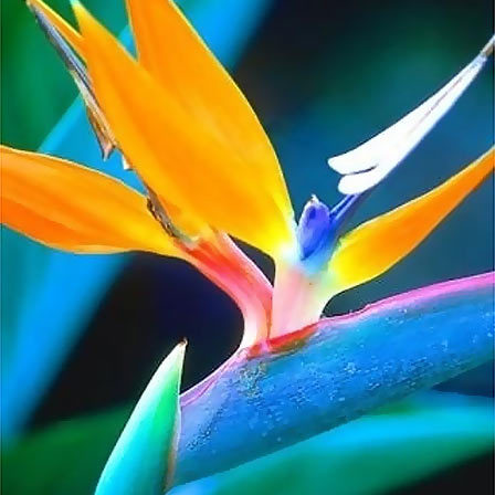 Bird of paradise is a beautiful flower