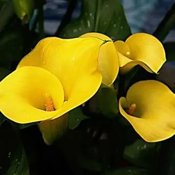 Yeloow calla lilies