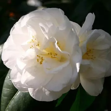 Camellia expresses devotion of a lover to another