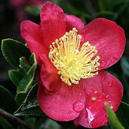 Camellia is a beautiful flower