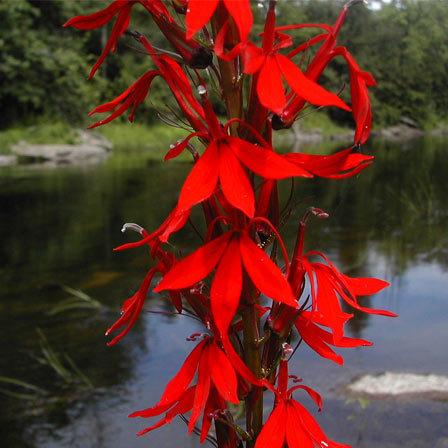 flor cardinal