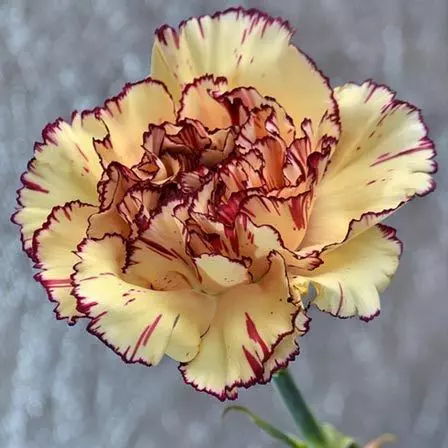 Carnation is a beautiful flower