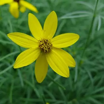 Coreopsis flower