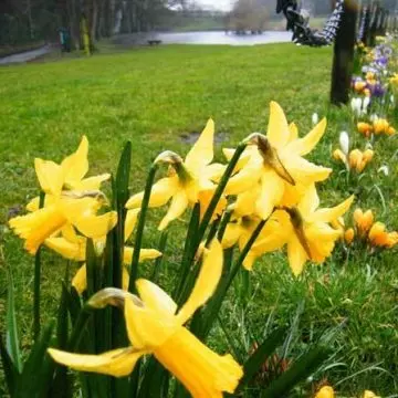 Daffodils are beautiful flowers