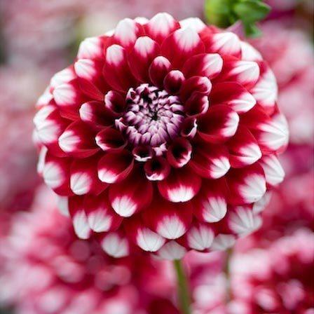 Most Beautiful Flower Names : List Of 300 Flower Names A To Z With