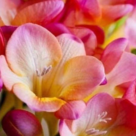 12 Most Beautiful Flowers In The World