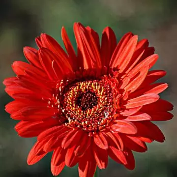 Gerbera daisy is a red flower with a golden centre