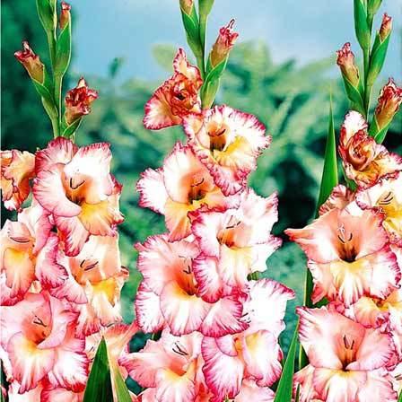 Gladiolus is a beautiful flower