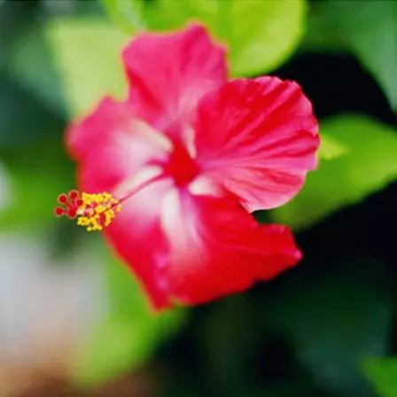 Hibiscus is a beautiful flower