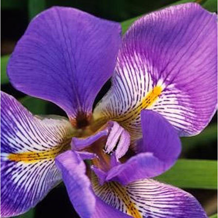 Iris is a beautiful flower