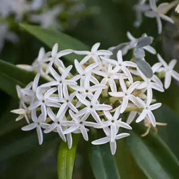 Jasmine flower has an irresistible fragrance