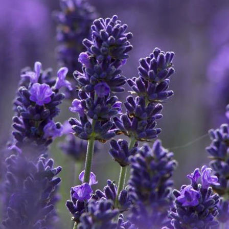 Lavender is a beautiful flower
