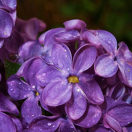 Lilac is a beautiful flower