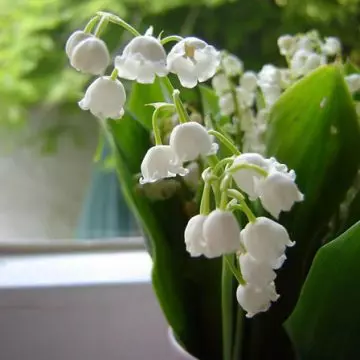 Lily of the valley reflects magnificence