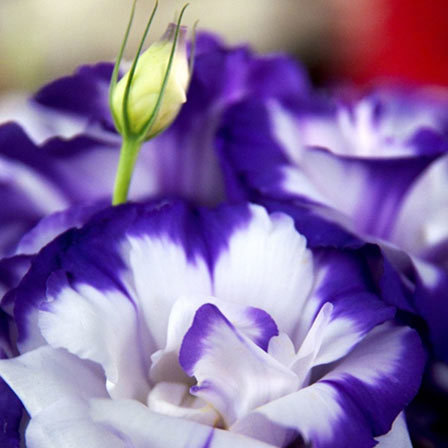 Lisianthus is a beautiful flower