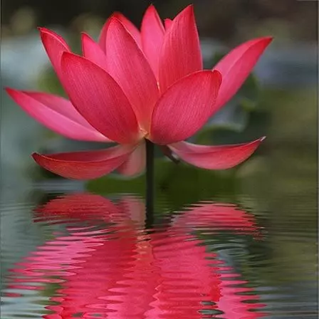 Lotus is a beautiful flower