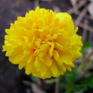 Yellow marigold