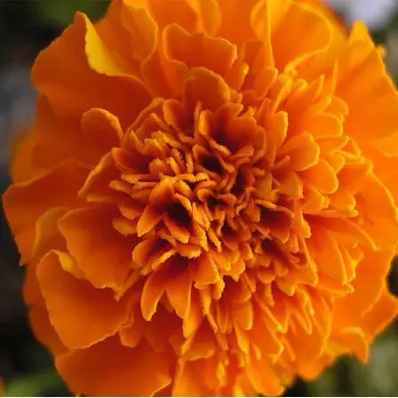 Marigold is a beautiful flower